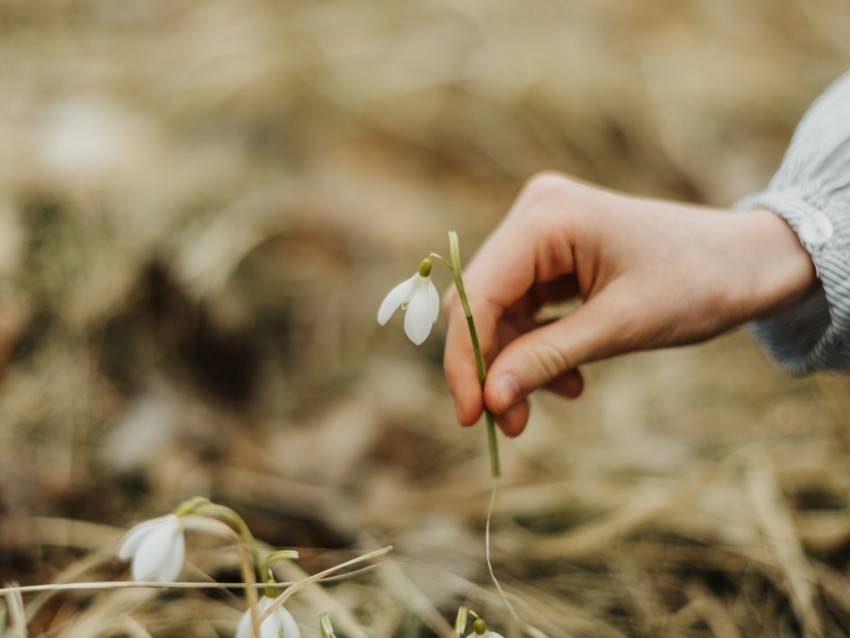 snowdrop, spring, hand, flower