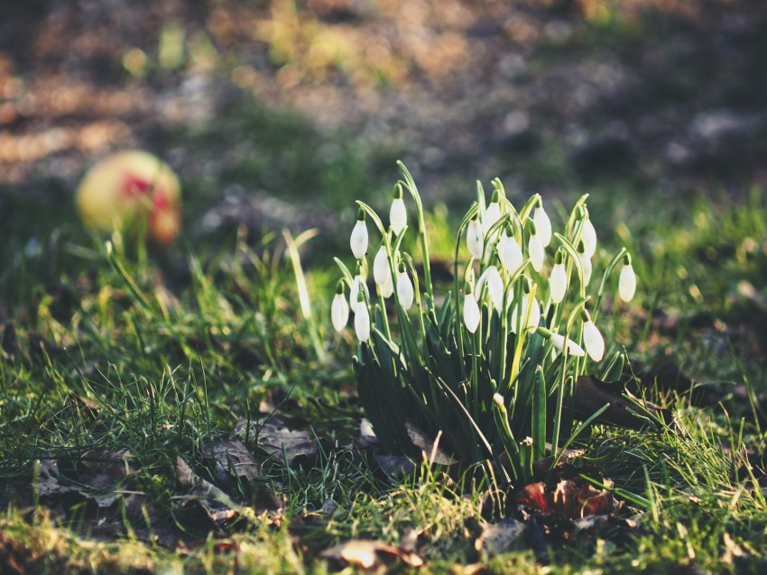 Snowdrops Flowers Flowering Foliage Background