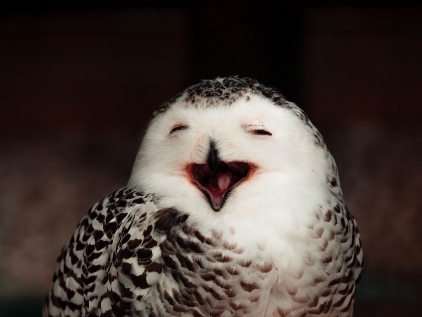 Snowy Owl Owl Bird Emotions Funny Background