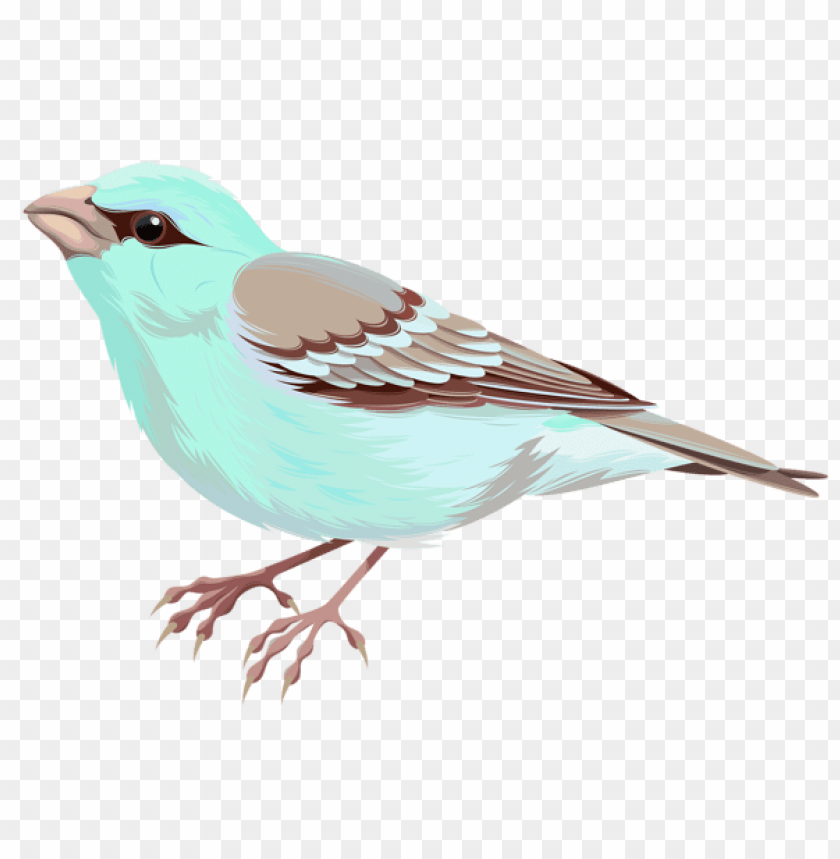 birds png ,bird