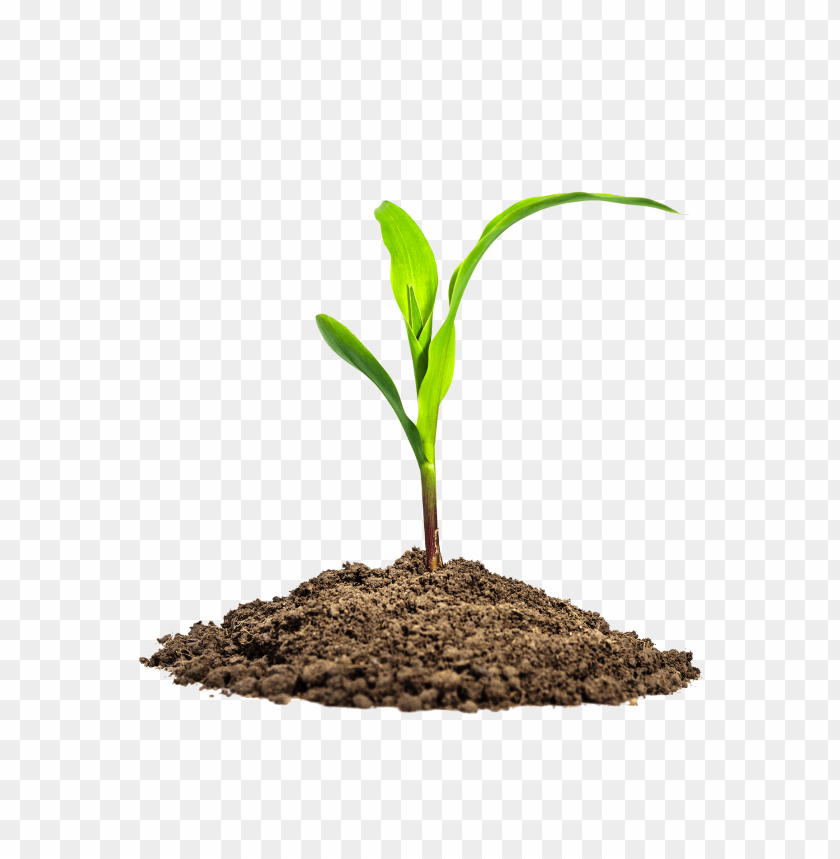 plant, seedling, soil, fresh growth, green leaves, nature, agriculture