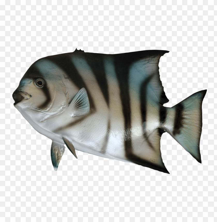 
fish
, 
sea
, 
ocean
, 
spade
, 
spadefish
