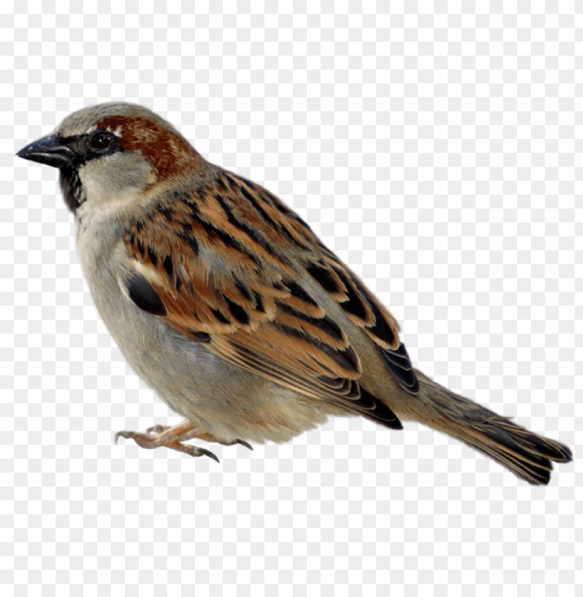 birds png ,bird