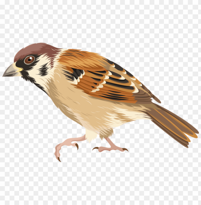 birds png ,bird