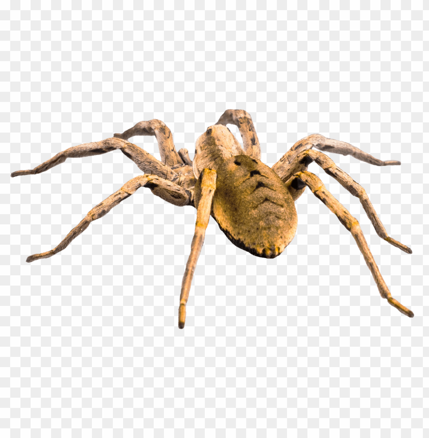 Brown spider PNG, large, dangerous, arachnid