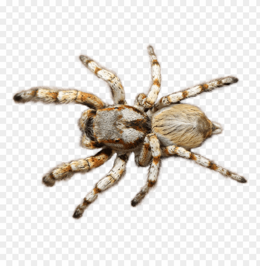 Brown spider PNG, large, arachnid, dangerous