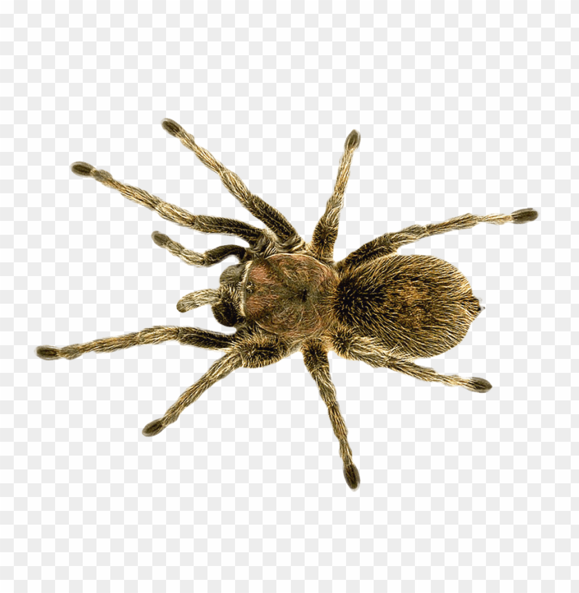 spiders, tarantulas, jumping spiders, garden spiders, orb weavers