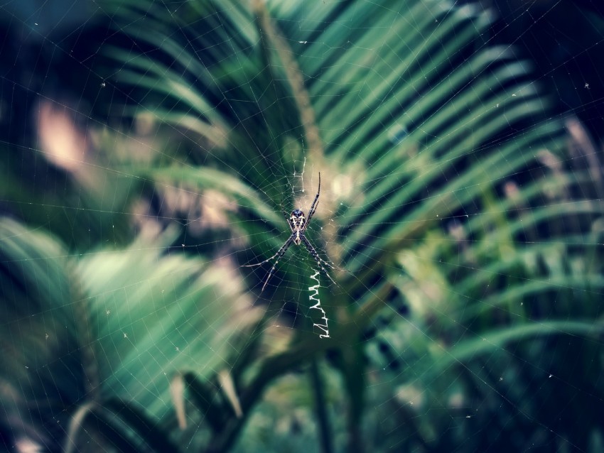 spider, cobweb, insect, macro, closeup