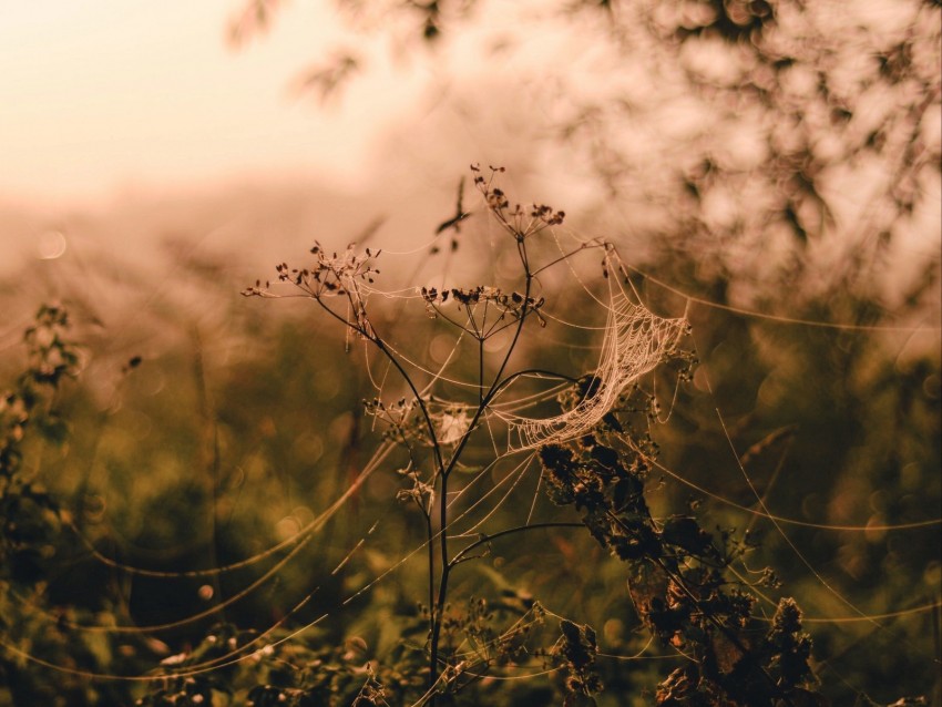 spider web, flower, plant, blur, grass