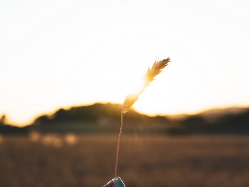 spikelet, hand, sun, sunlight, bright