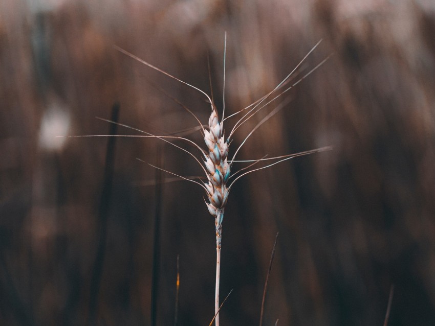 spikelet, plant, grass, stem, macro