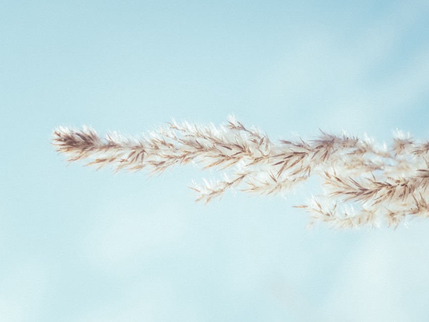 spikelet, sky, macro, plant, minimalism