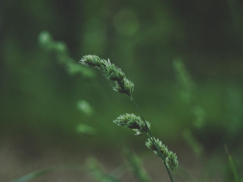 spikelet, stem, grass, plant, green