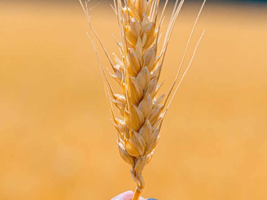 spikelet, wheat, grains, cereal, close-up