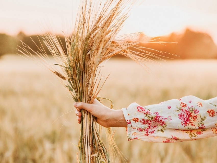 spikelets, bouquet, hand, field, barley