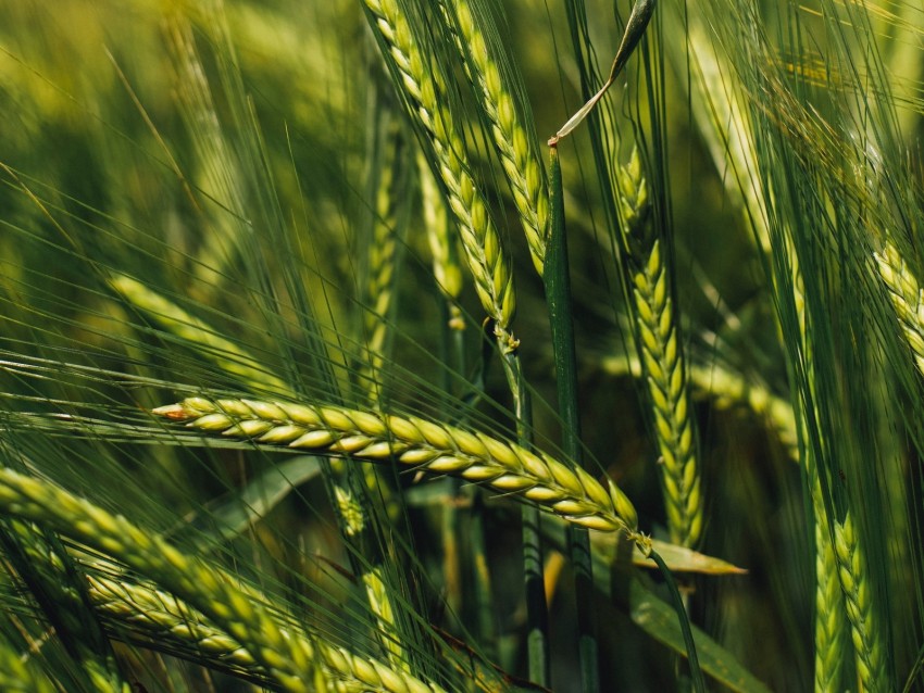 Spikelets Rye Green Seeds Closeup Background