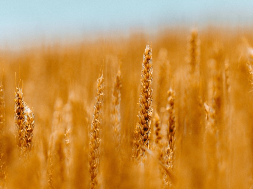 Spikelets Wheat Cereals Field Blur Background