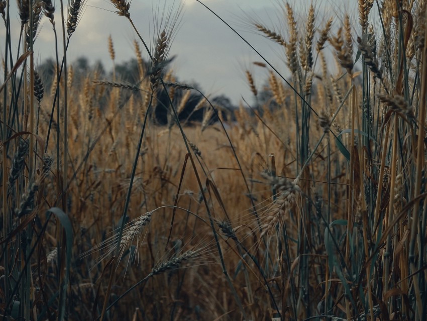 spikelets, wheat, field, dry, harvest