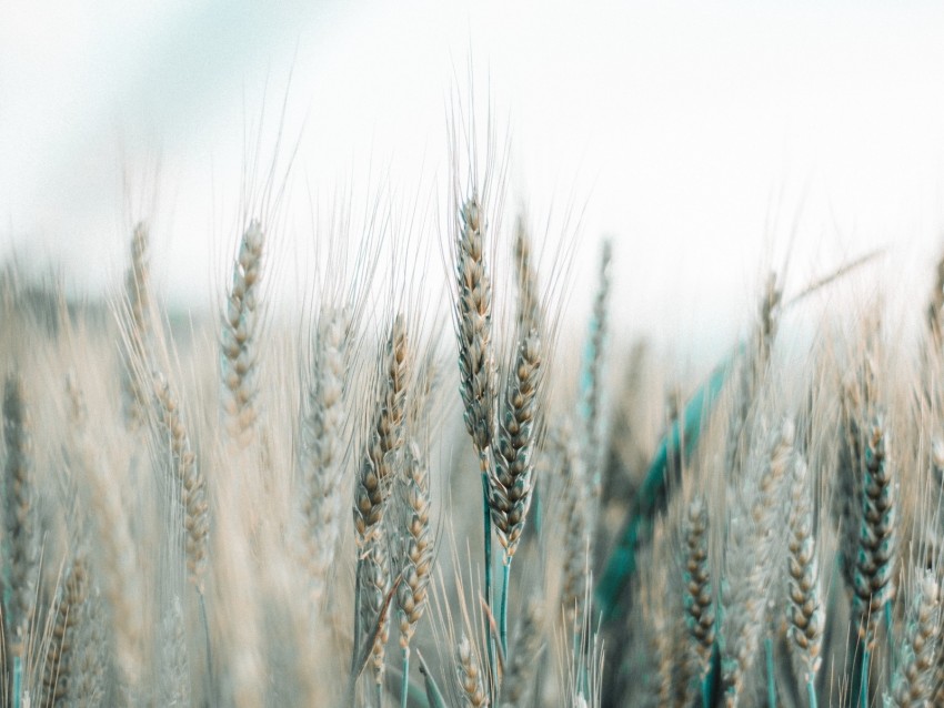 Spikelets Wheat Field Grains Cereals Background