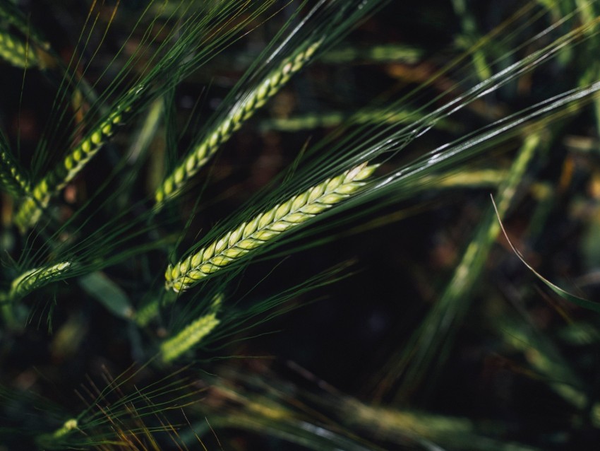 Spikelets Wheat Grain Macro Closeup Background