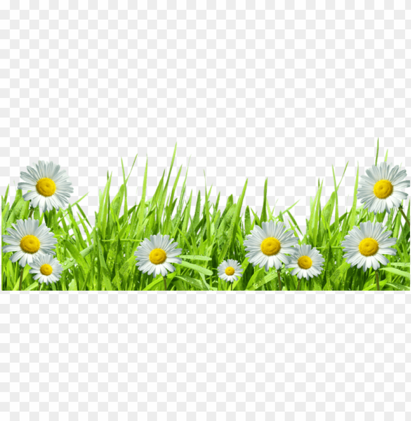 flowers, daisies, green grass, nature, garden blooms, summer flowers, white petals