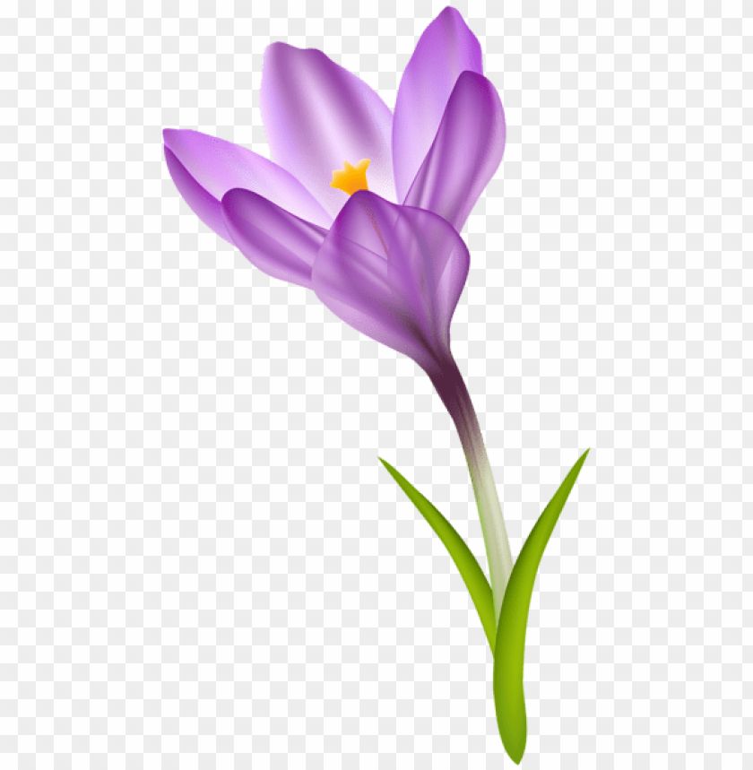 flowers png, spring png, flower png