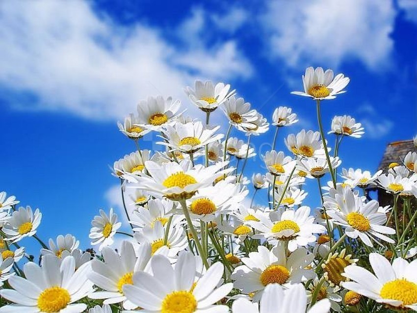 daisy, wildflowers, yellow centers, white petals, garden flowers, spring bloom, vibrant nature