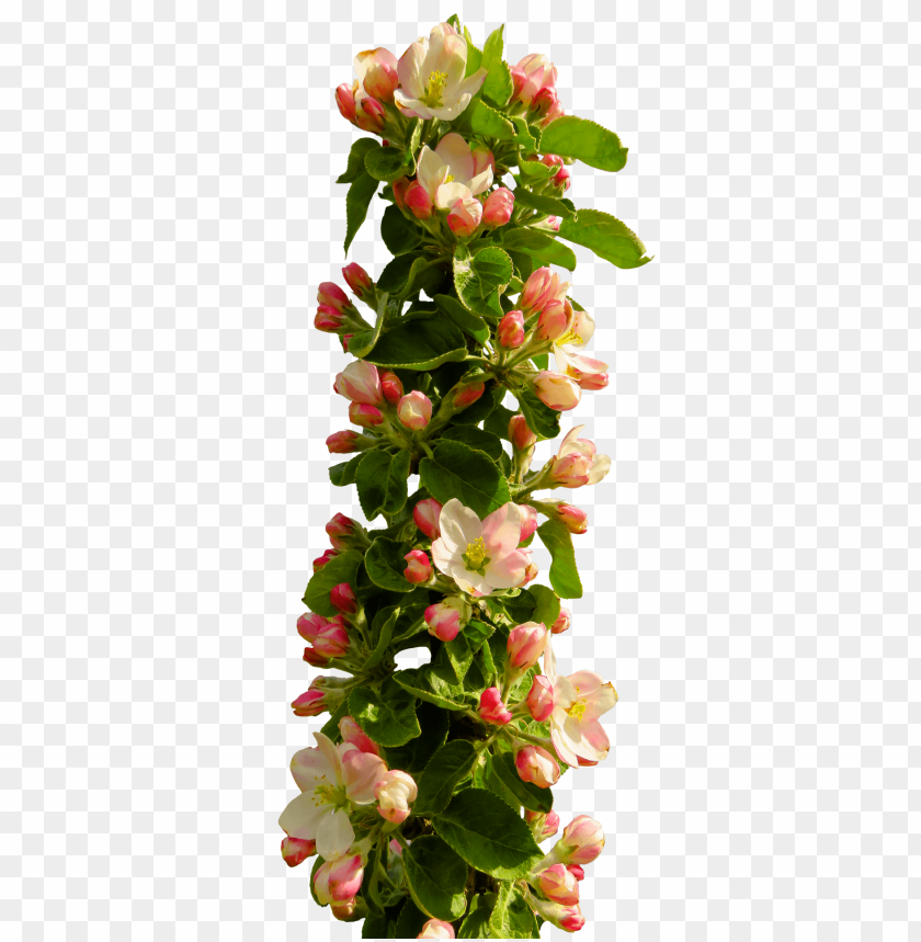 Flowering plant in a pot PNG, decorative, blooming