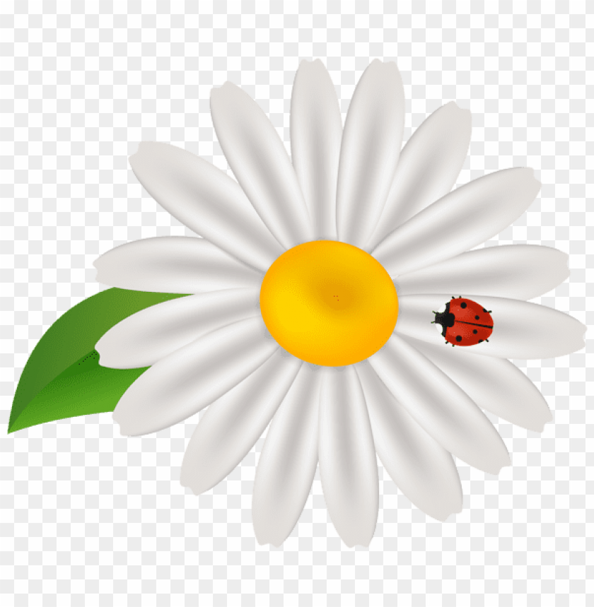 flowers png, spring png, flower png, white flower