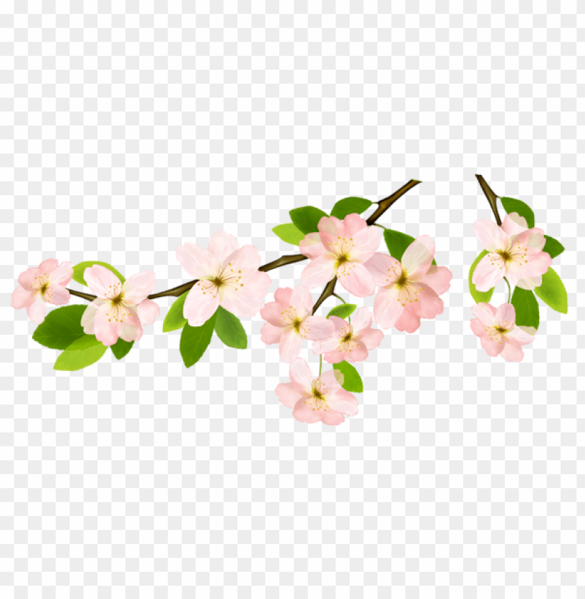 cherry blossoms, pink flowers, flowering branch, spring blooms, floral arrangement, nature beauty, blooming trees