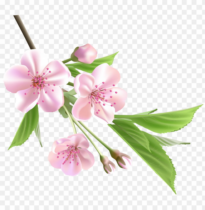 cherry blossom, pink flowers, nature, floral design, spring blooms, flowering branch, botanical illustration