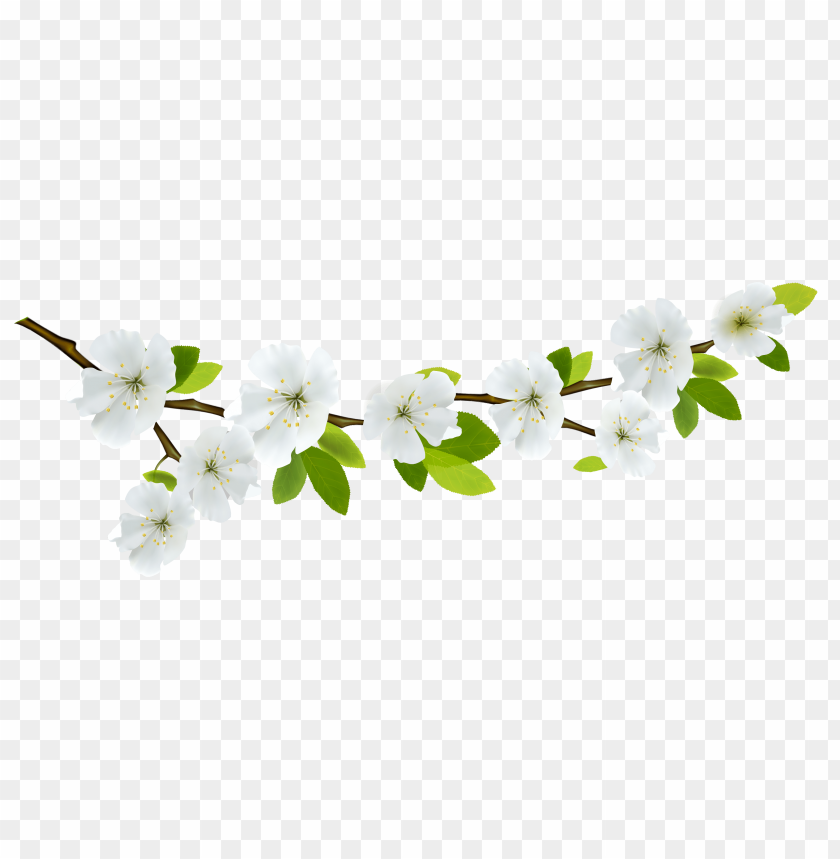 flower, white blossom, cherry tree, nature, spring bloom, floral design, botanical art