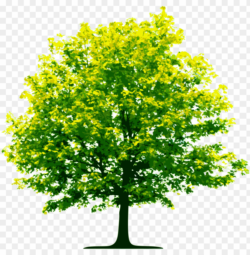 tree, green leaves, yellow foliage, summer nature, outdoor plant, shade provider, garden habitat