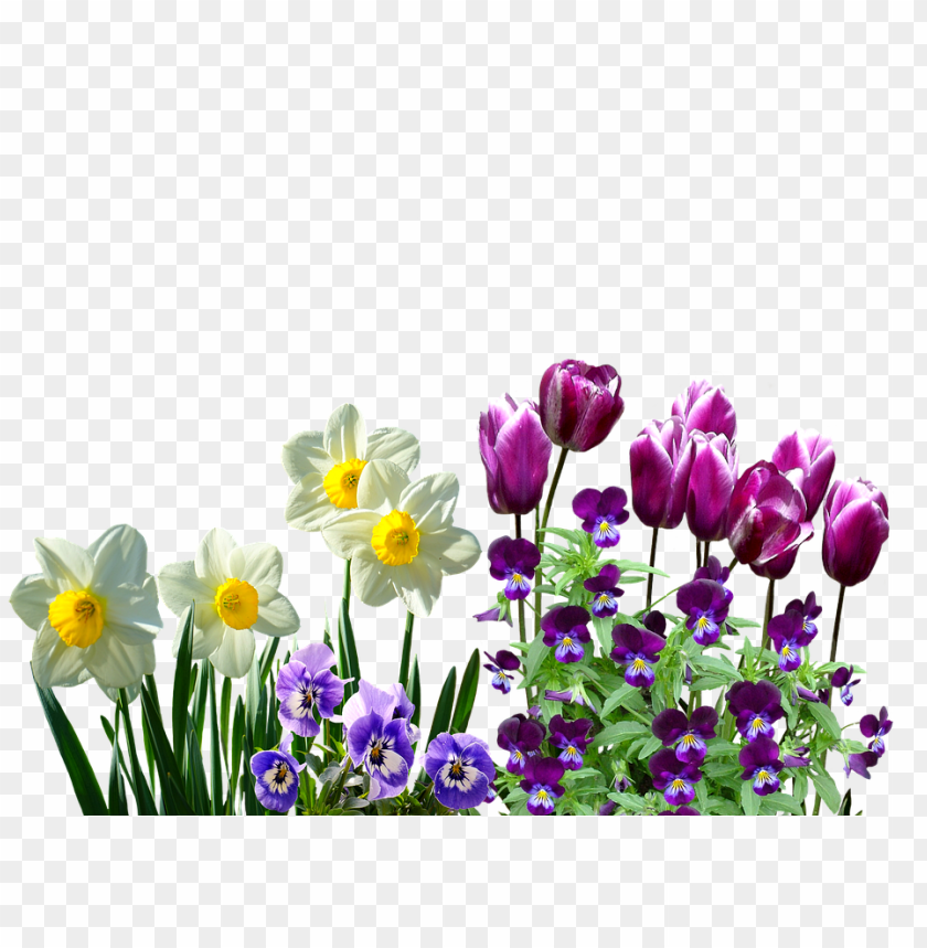 flowers, tulips, daffodils, violets, purple blooms, garden plants, ornamental flowers