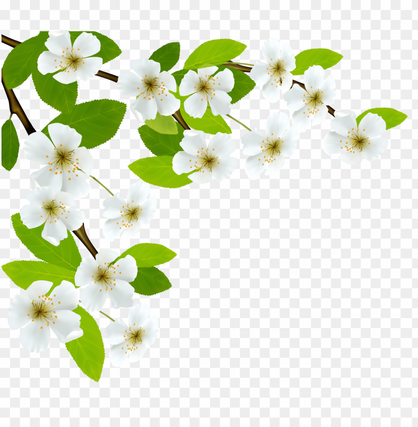 cherry blossoms, white flowers, spring flowers, floral branch, nature, garden blooms, botanical art