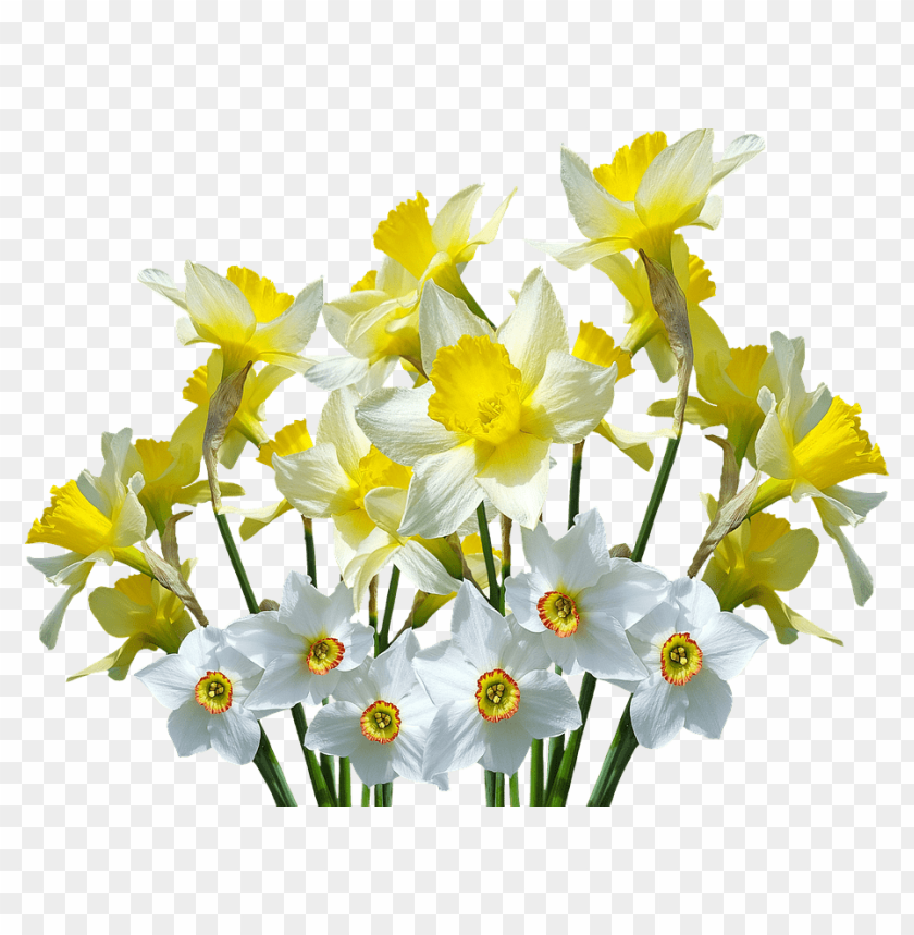 flowers, daffodils, white flowers, yellow flowers, spring blooms, garden plants, floral arrangements