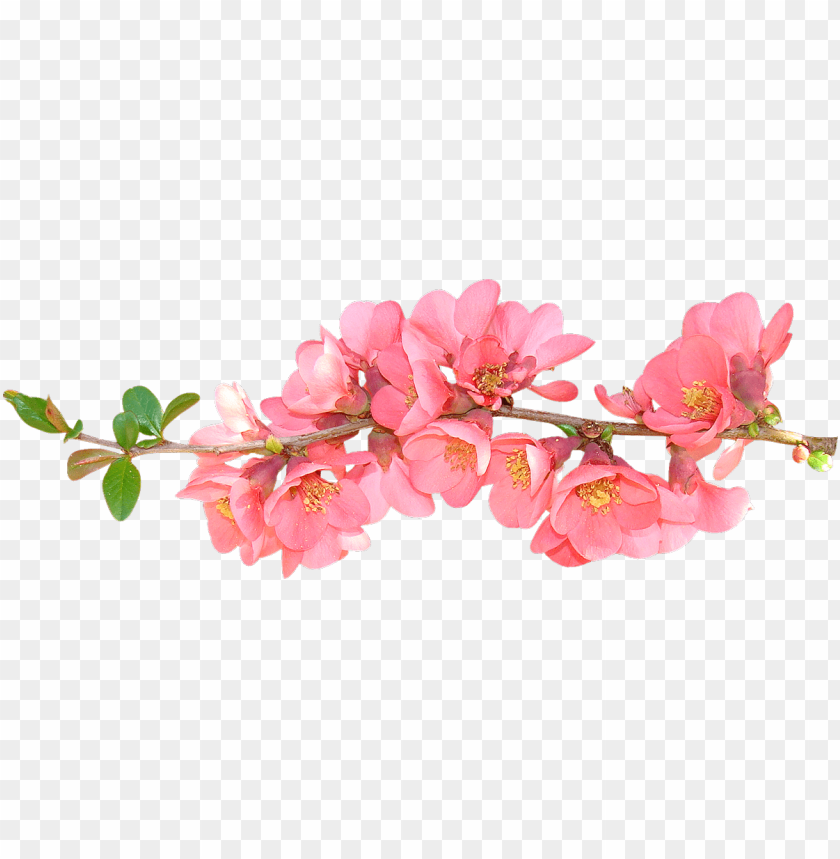 spring png, png,spring