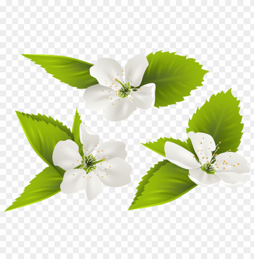 spring png