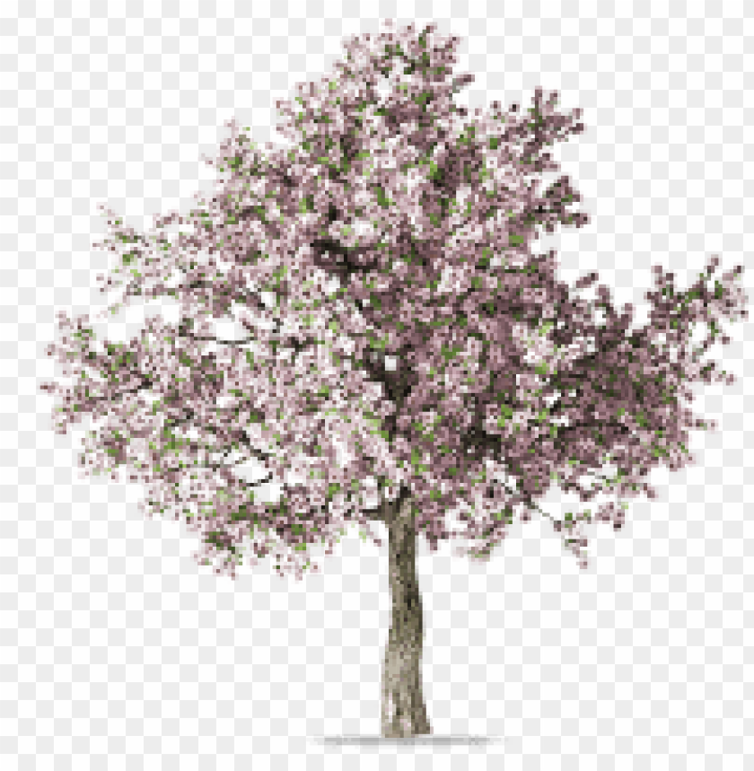 spring tree png, spring,png,tree