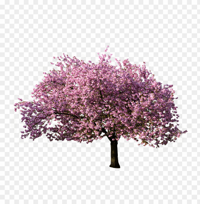 spring tree png, spring,png,tree