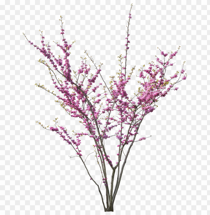 spring tree png, spring,png,tree