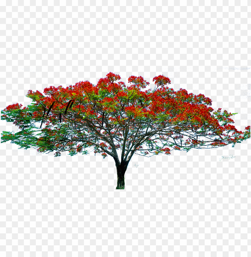 spring tree png, spring,png,tree