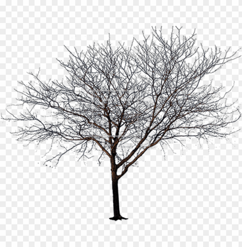 spring tree png, spring,png,tree