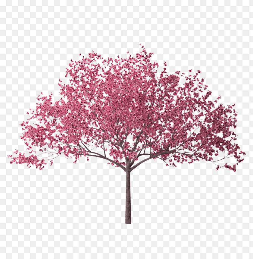 spring tree png, spring,png,tree