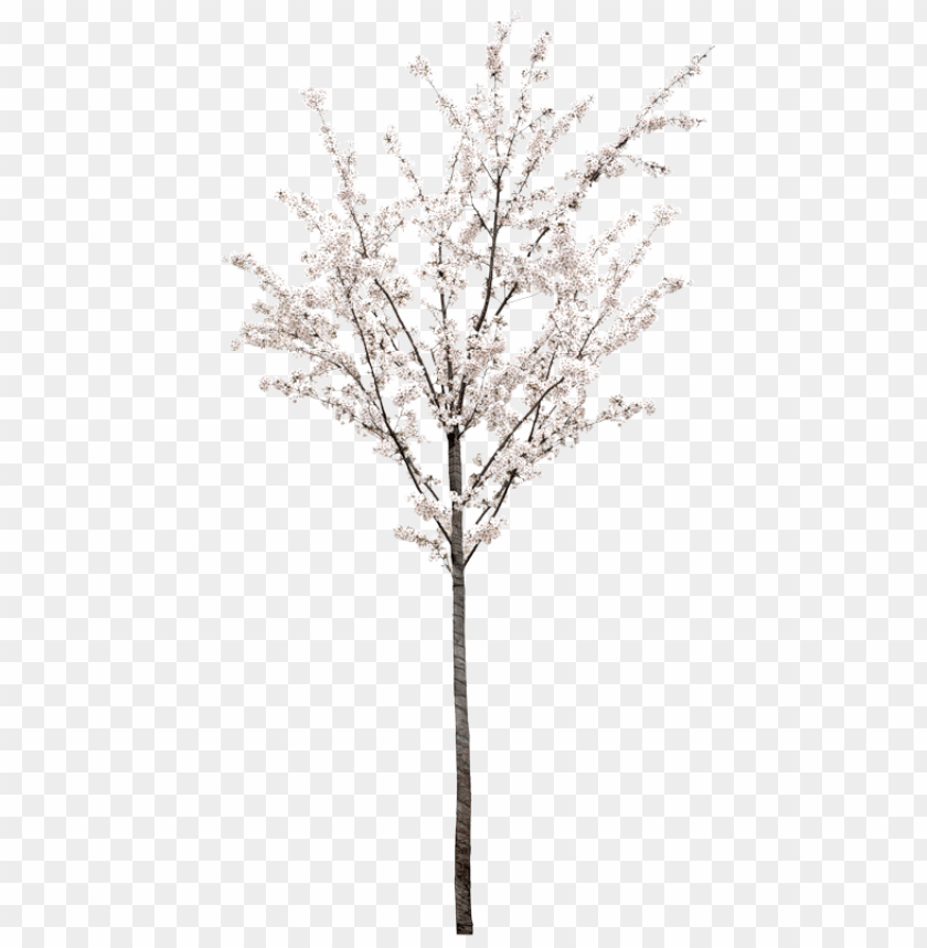 spring tree png, spring,png,tree