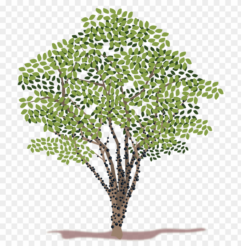 spring tree png, spring,png,tree