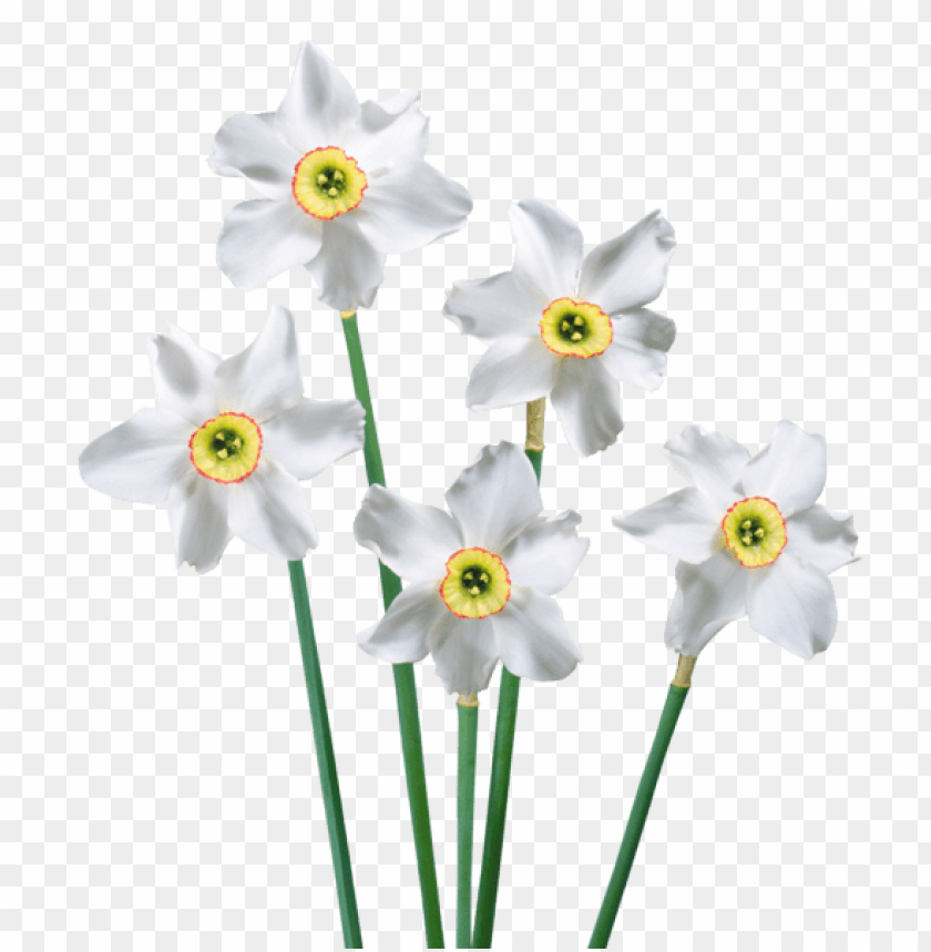 flowers png, spring png, flower png, white flower