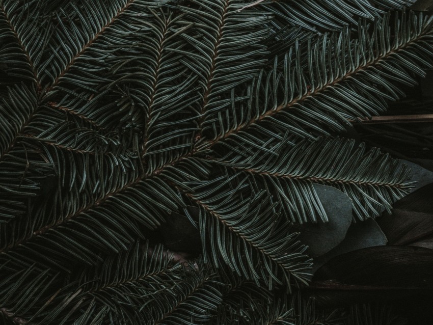 Spruce Branches Needles Dark Green Background