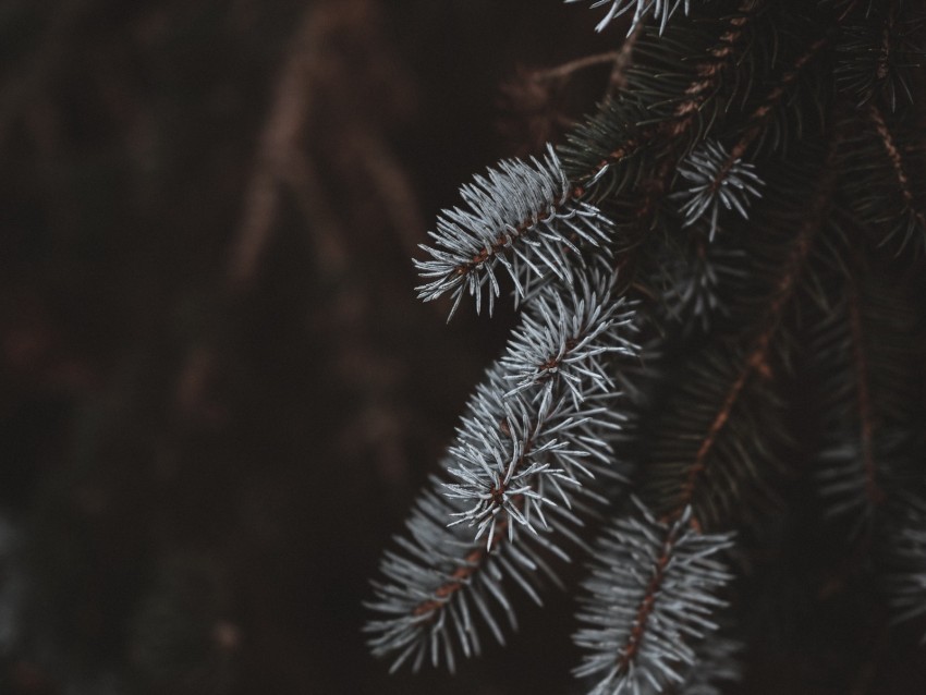 Spruce Branches White Blur Background