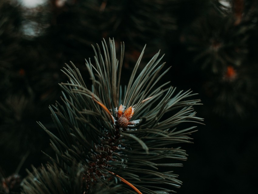 Spruce Needles Branch Green Macro Background